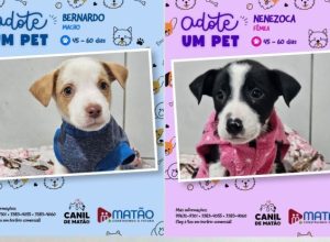 100_1377-1-grande-adote