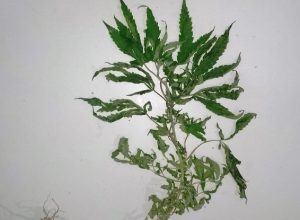 d43a2d35-3d53-4863-b77e-29bc7d6464f6.jpg-t