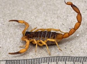 escorpioes